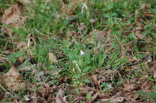 Image of Falcate Orangetip