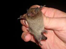 Image of Nathusius' Pipistrelle