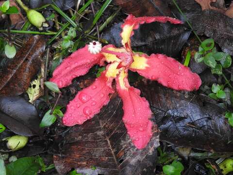 Image of Ceiba lupuna P. E. Gibbs & Semir