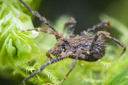 Image of Pristobunus acuminatus tragulus Forster 1954