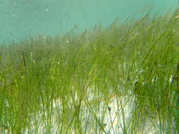 Image of Shoalgrass