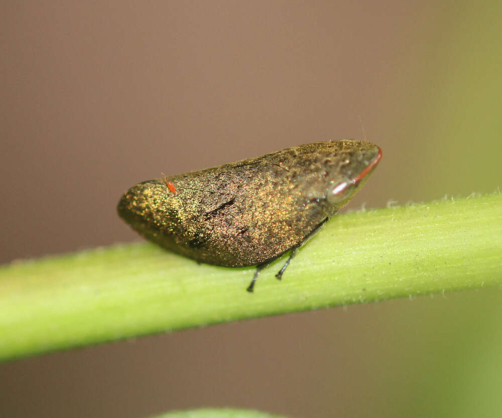 Image of Plinia ampla (Walker 1851)