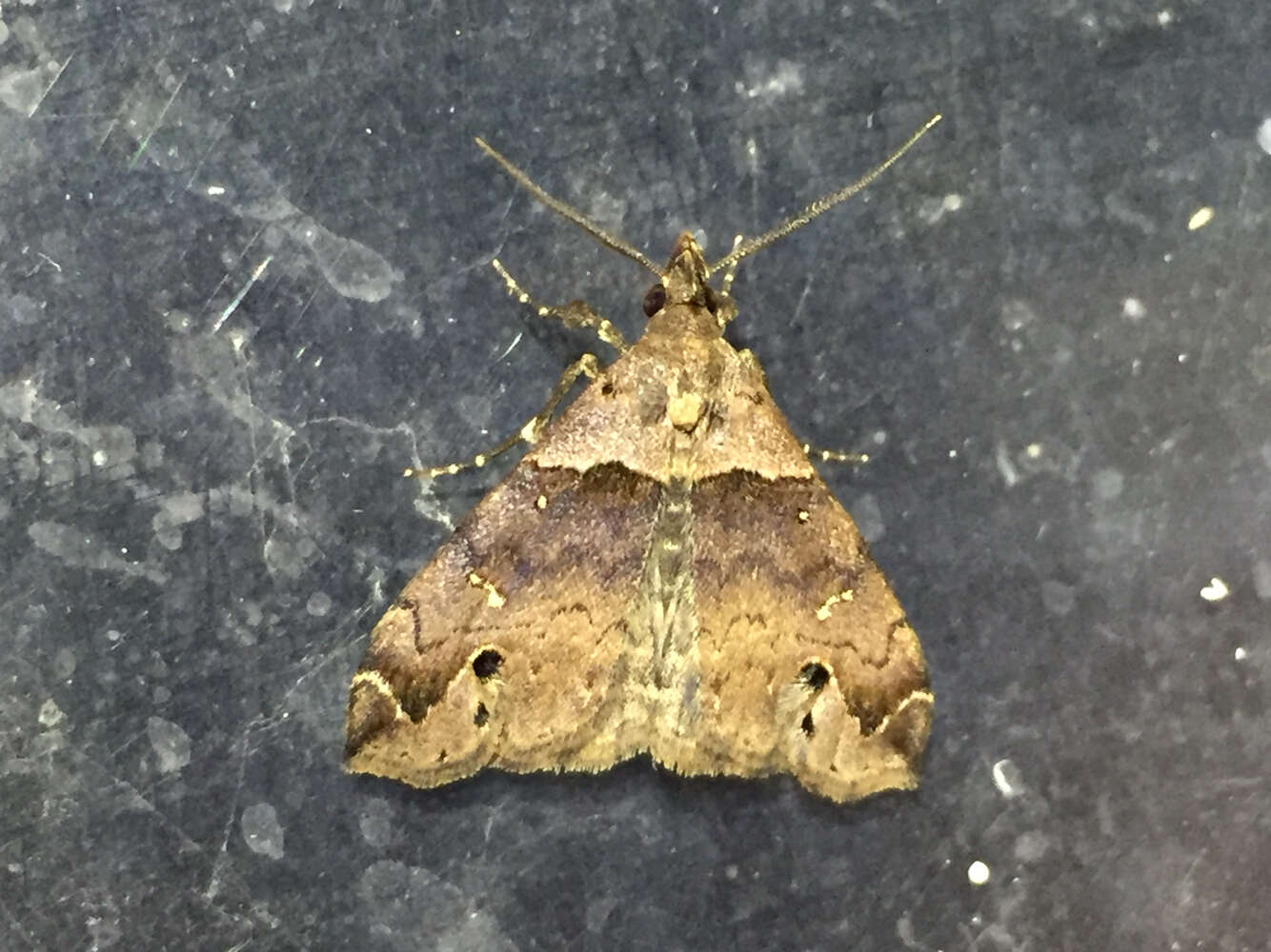 Image of Ambiguous Moth