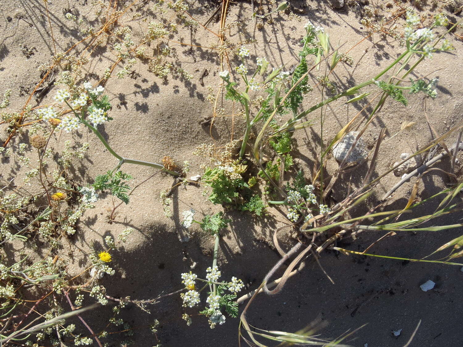 Image of Capnophyllum africanum (L.) Gaertn.