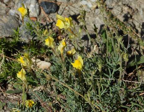 صورة Linaria supina (L.) Chaz.