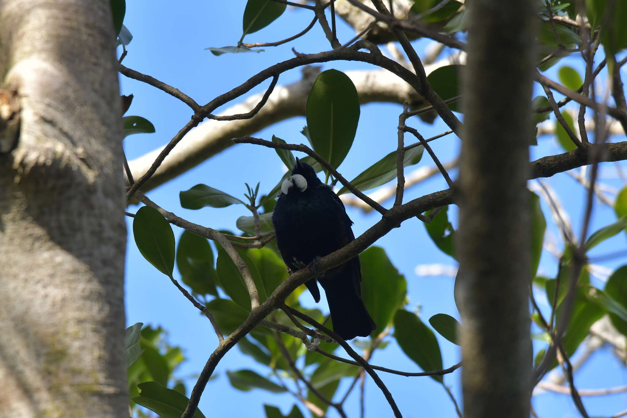 Image de Prosthemadera novaeseelandiae chathamensis Hartert 1928