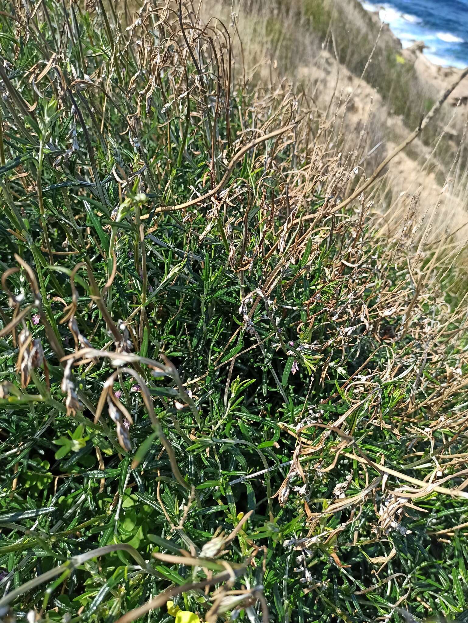 Image of Teucrium creticum L.