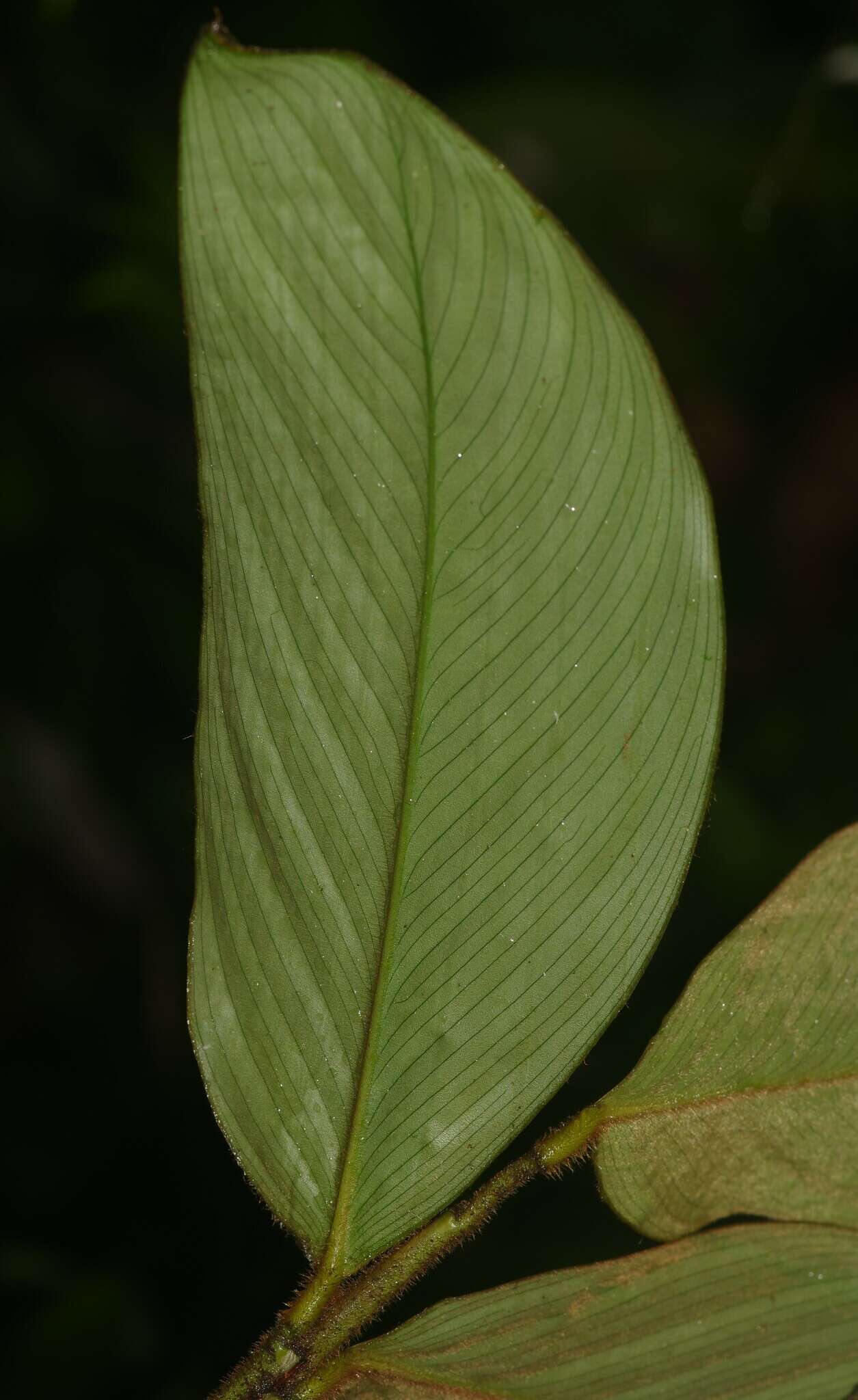 Image of Ischnosiphon ursinus L. Andersson