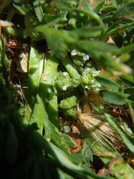 Image of Creeping Watercress