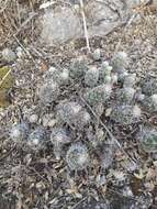 Thelocactus leucacanthus (Zucc. ex Pfeiff.) Britton & Rose resmi