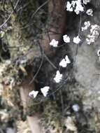 Image of hairy false cloak fern