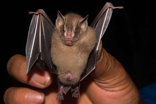 Image of Thomas's fruit-eating bat