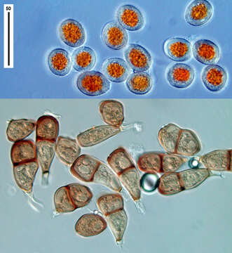 Image of Puccinia porri (Sowerby) G. Winter 1881