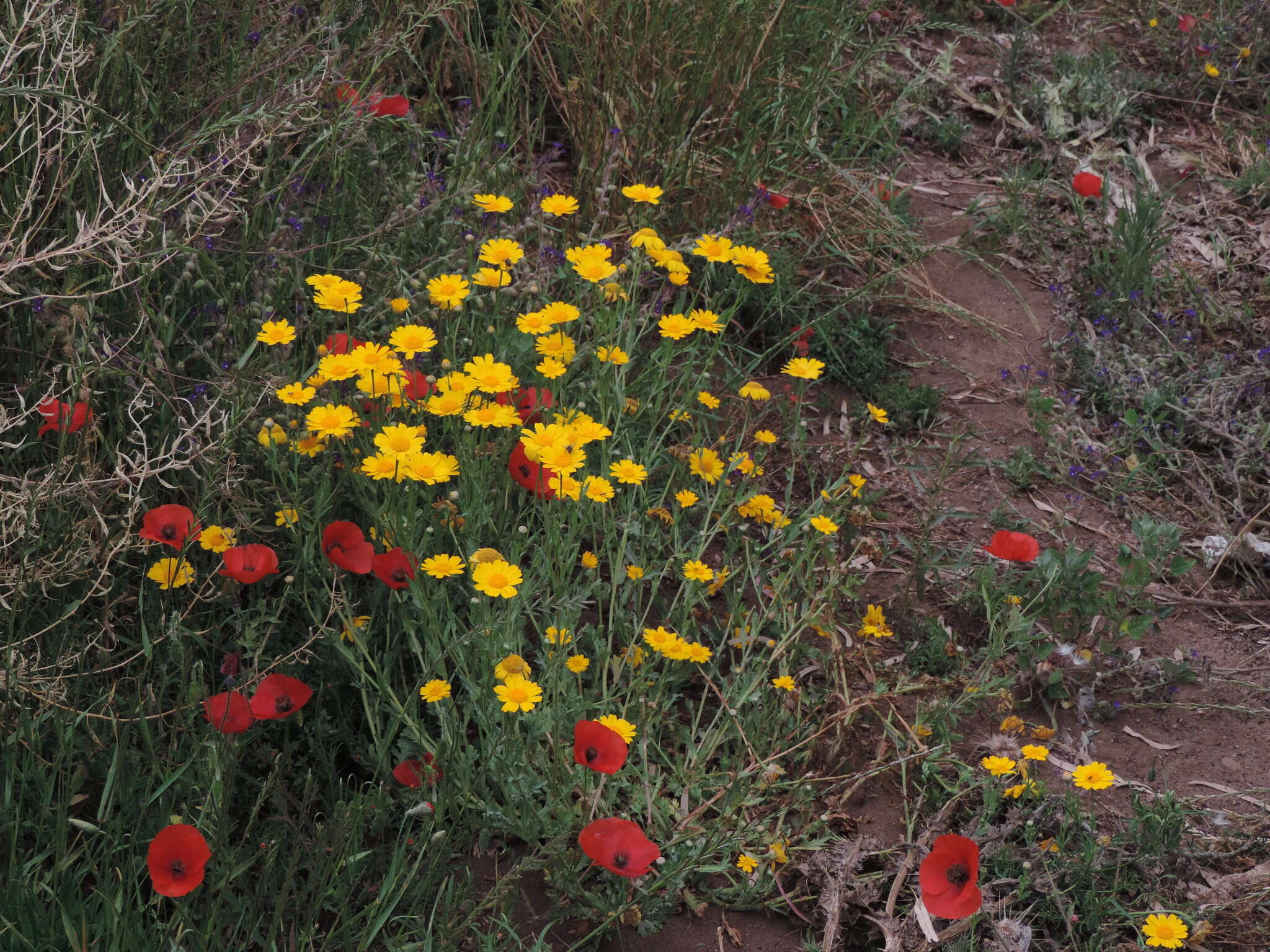 Image of Anacyclus radiatus Loisel.