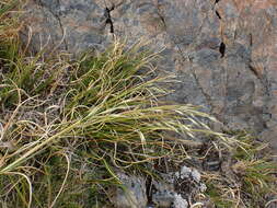 Слика од Chionochloa crassiuscula subsp. torta Connor