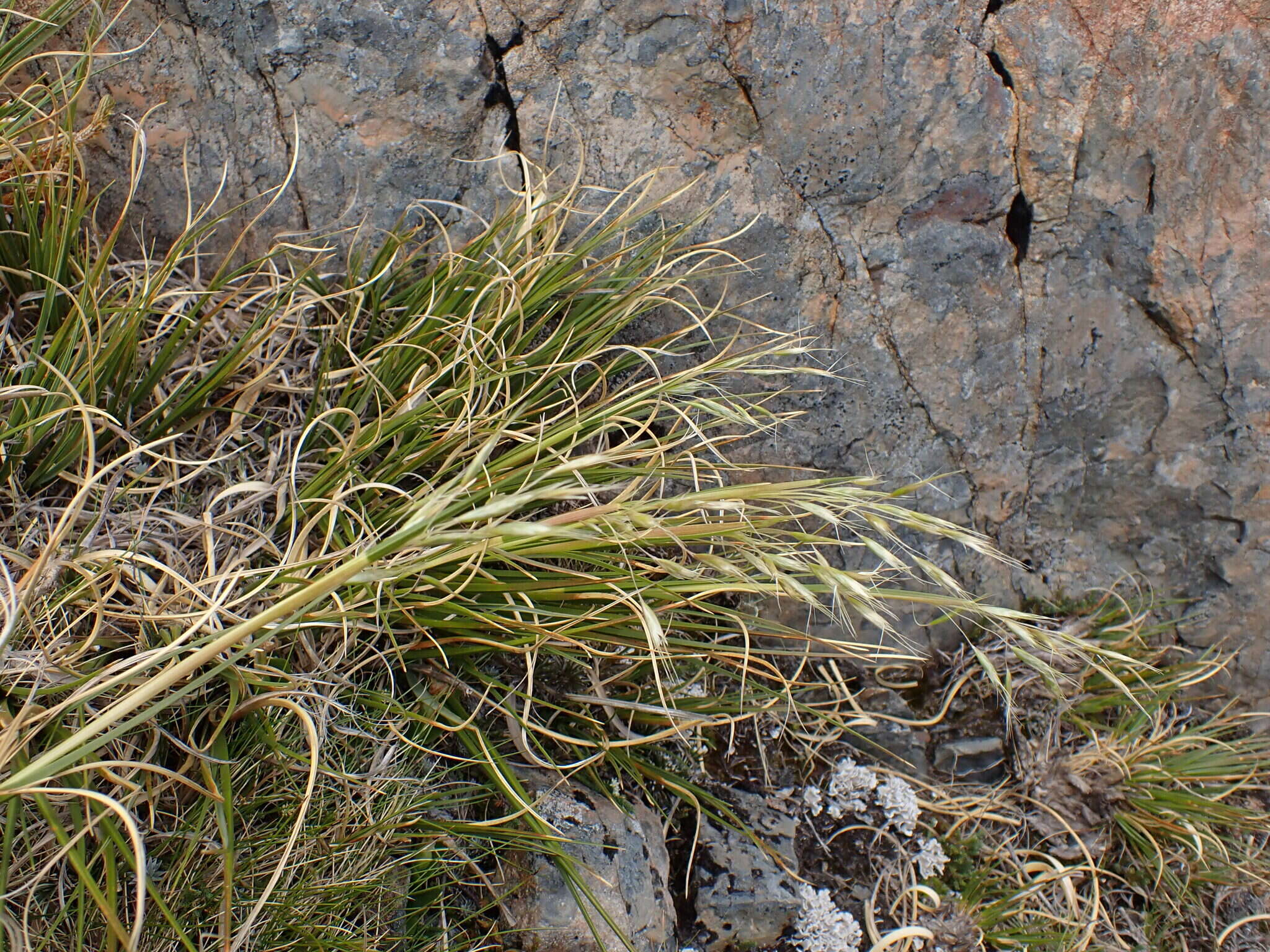 Слика од Chionochloa crassiuscula subsp. torta Connor