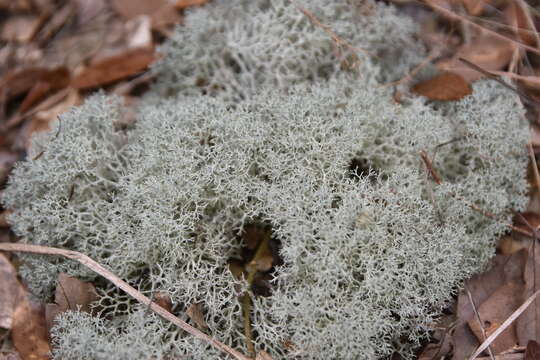 Слика од Cladonia evansii Abbayes