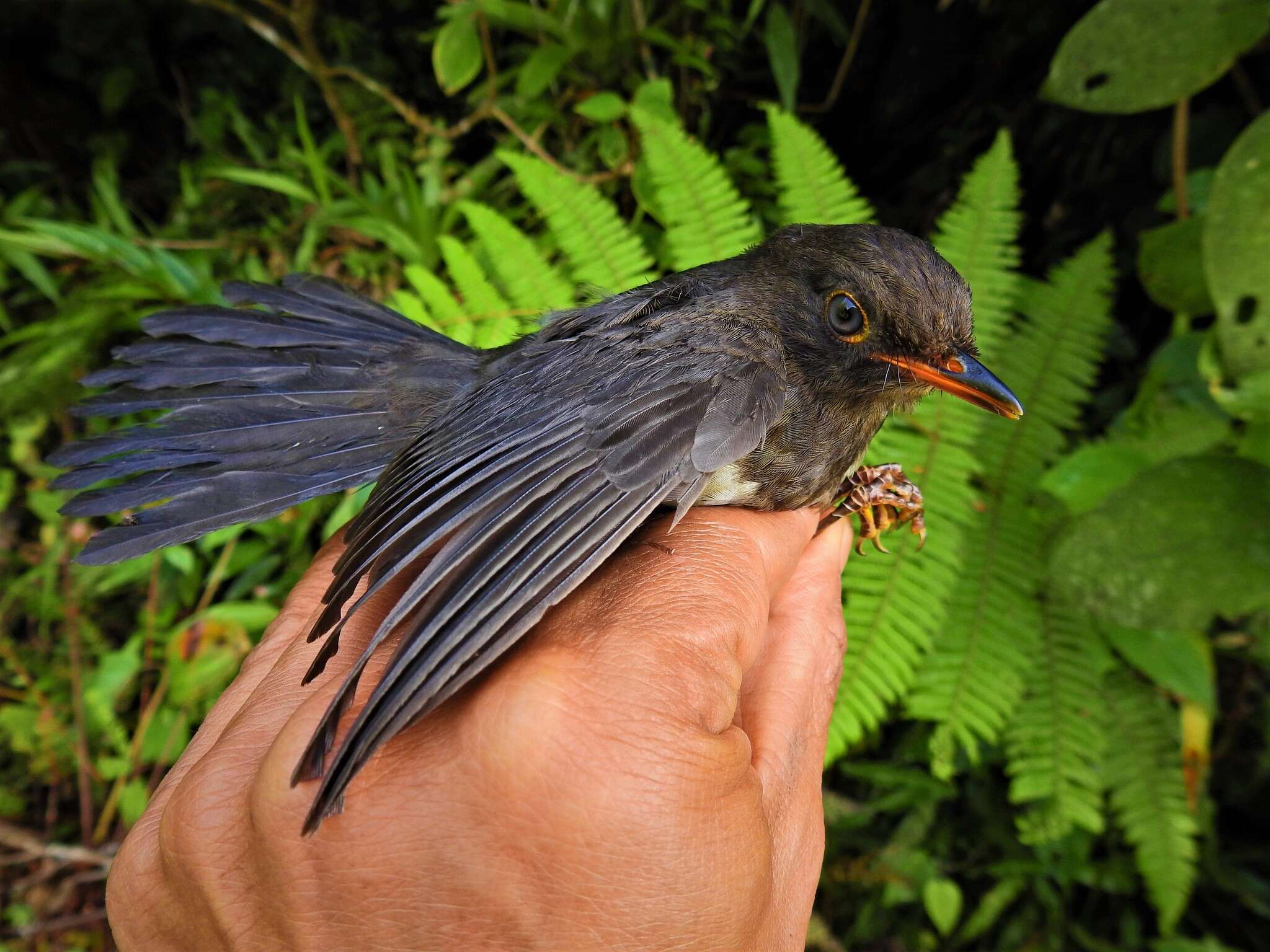 Image of Slaty-backed Nightingale-Thrush