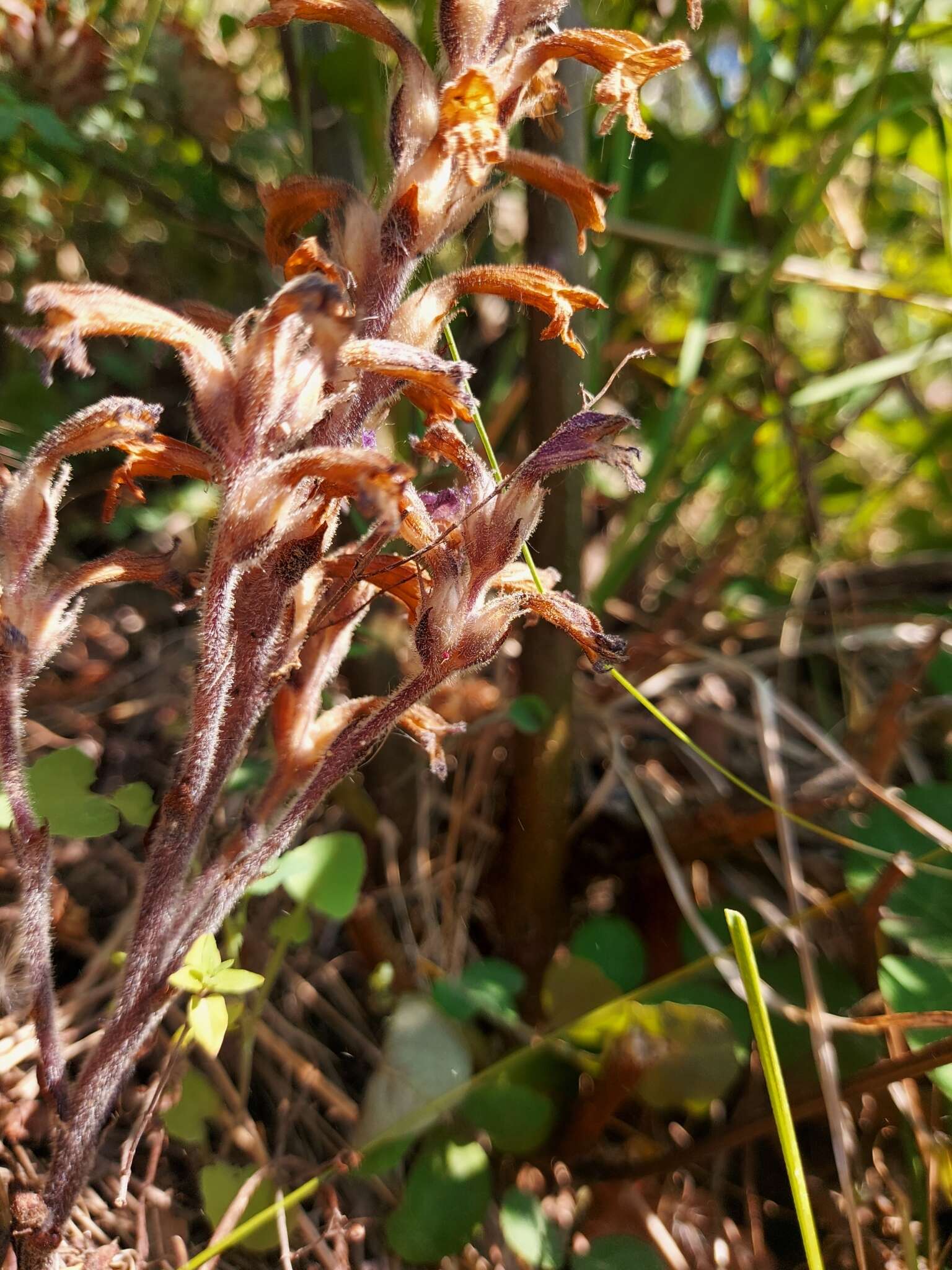 Слика од Phelipanche lavandulacea (Rchb.) Pomel