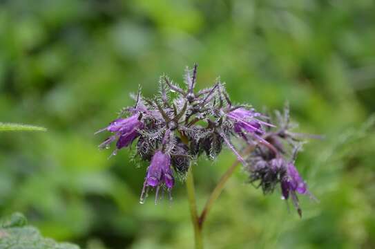 Image of eastern waterleaf