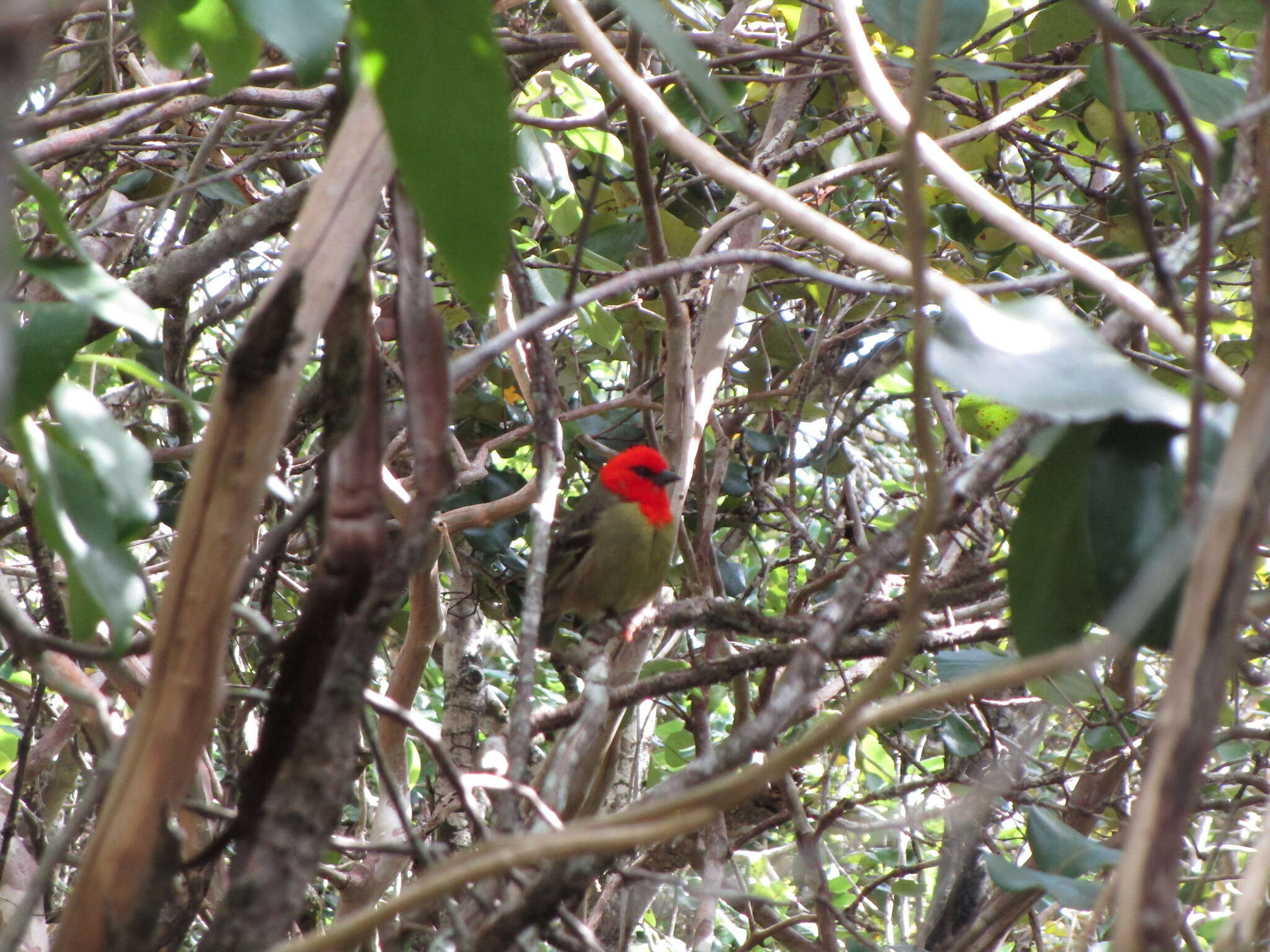 Image of Mauritius Fody