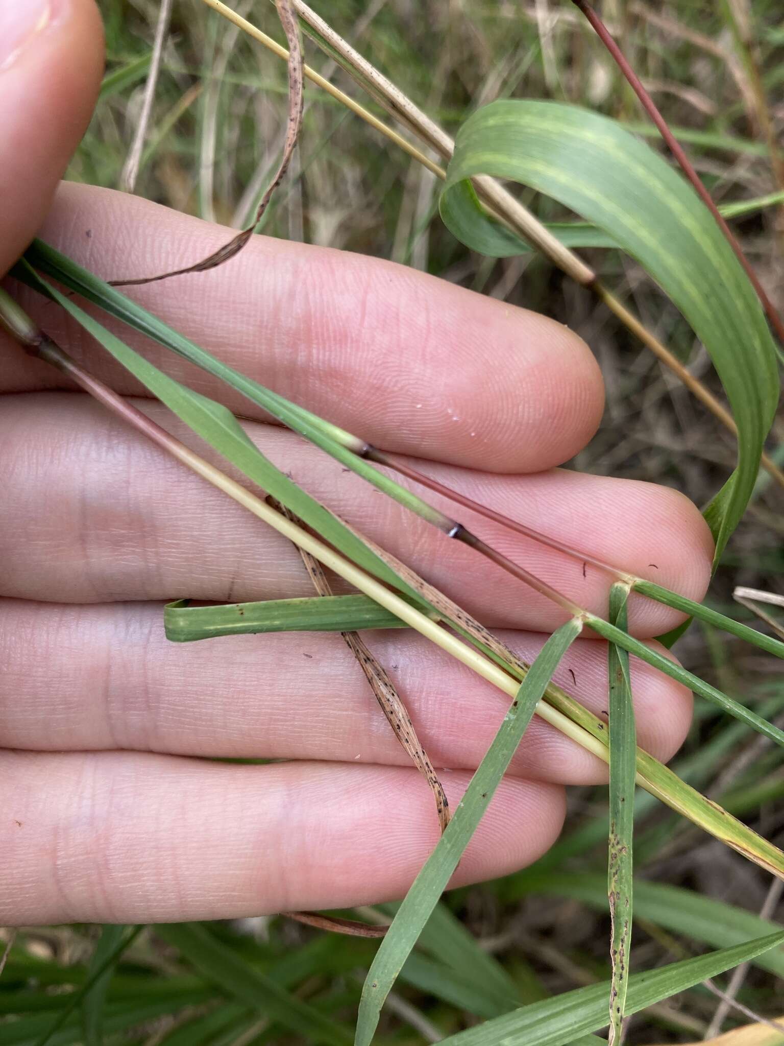 Image of Bothriochloa macra (Steud.) S. T. Blake