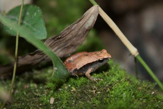 Image of Arcuate-spotted Pygmy Frog