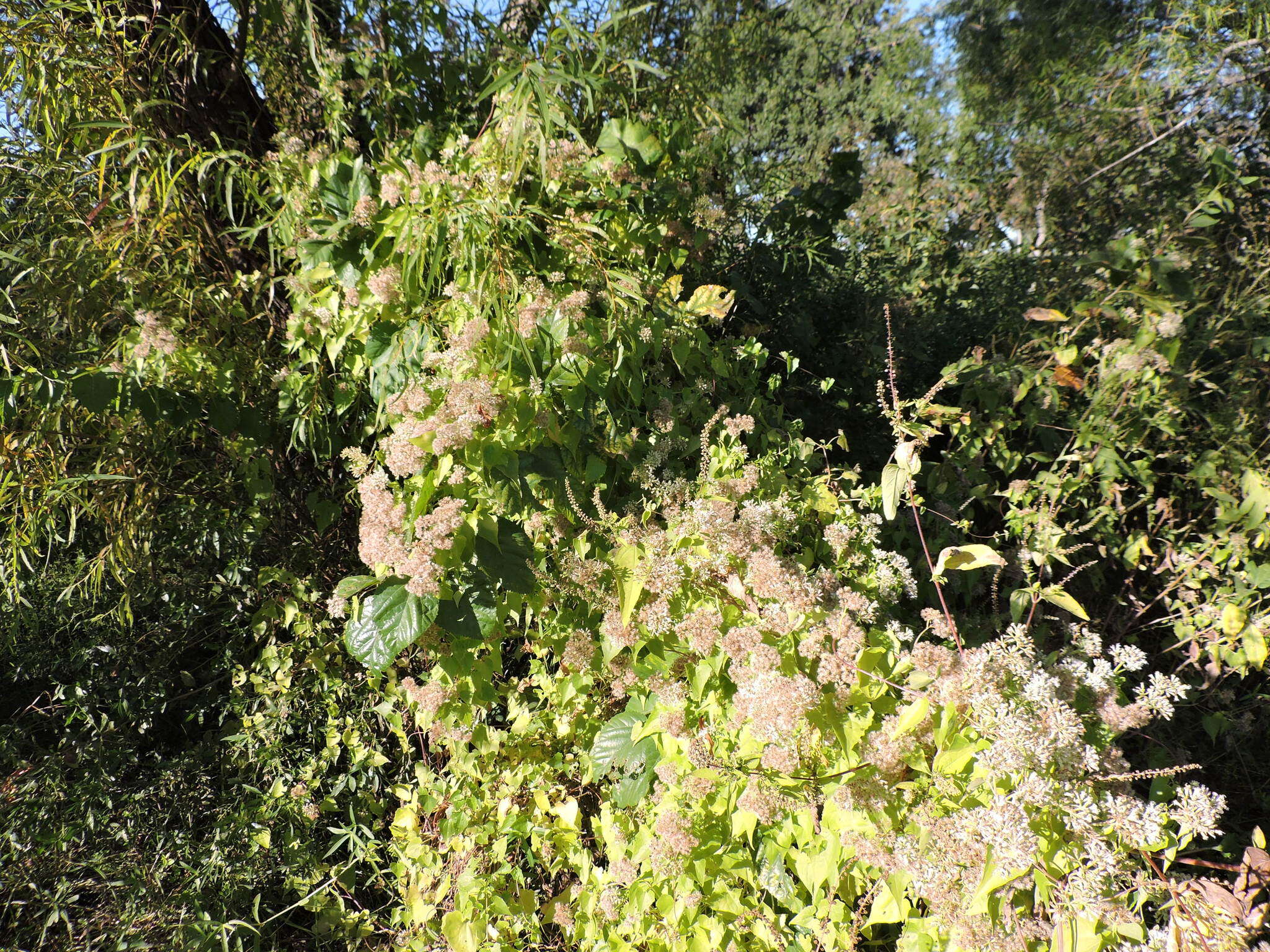 Mikania scandens (L.) Willd. resmi