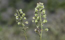 Image of Santa Cruz Island fringepod