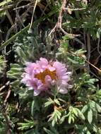 Image of cushion Townsend daisy