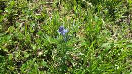 Image of narrowleaf lupine