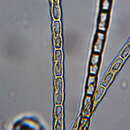 صورة Groenbladia undulata