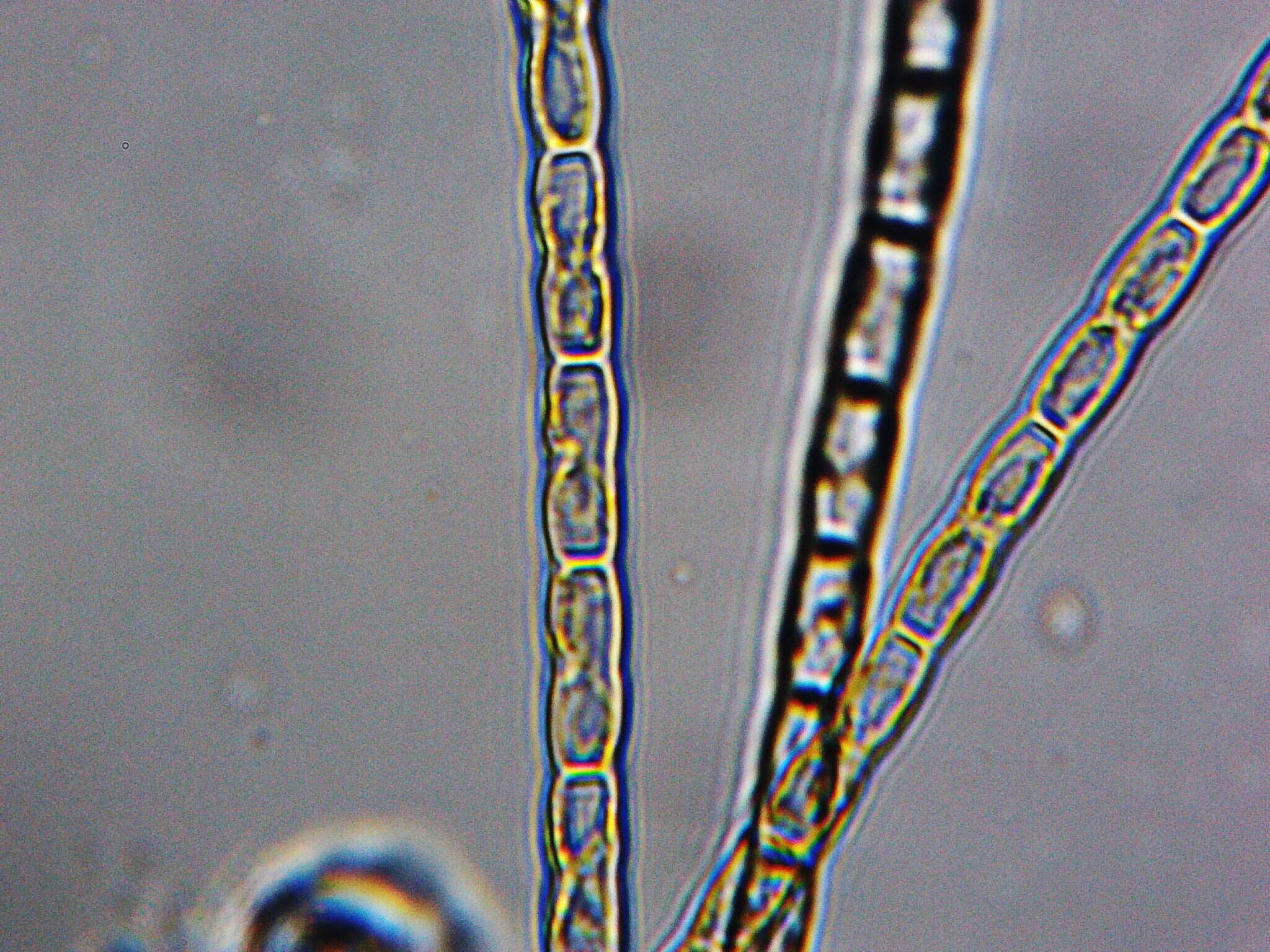 صورة Groenbladia undulata