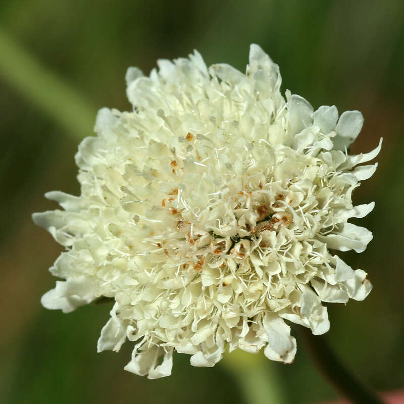 صورة Knautia tatarica (L.) Szabó