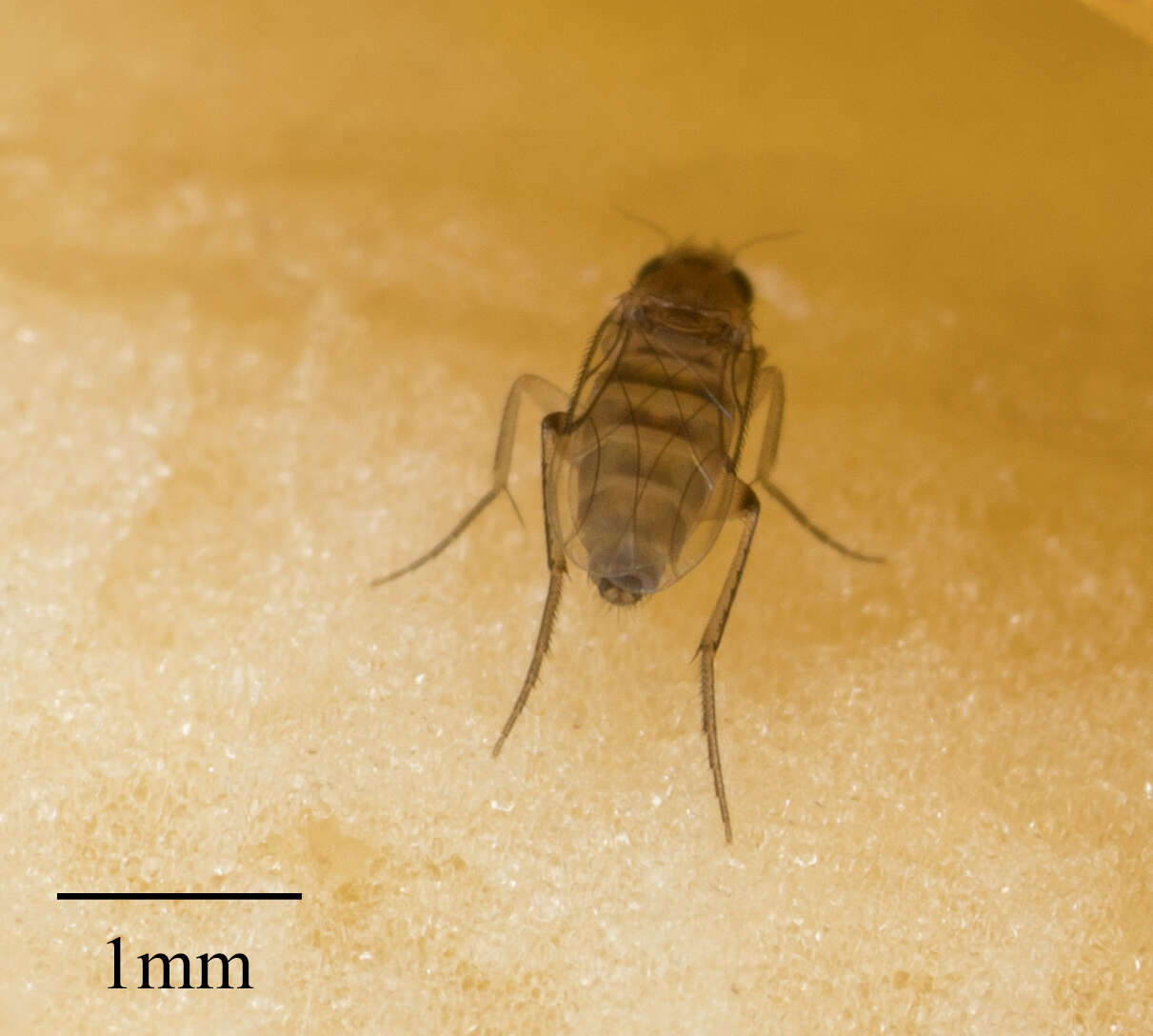 Image of Scuttle fly