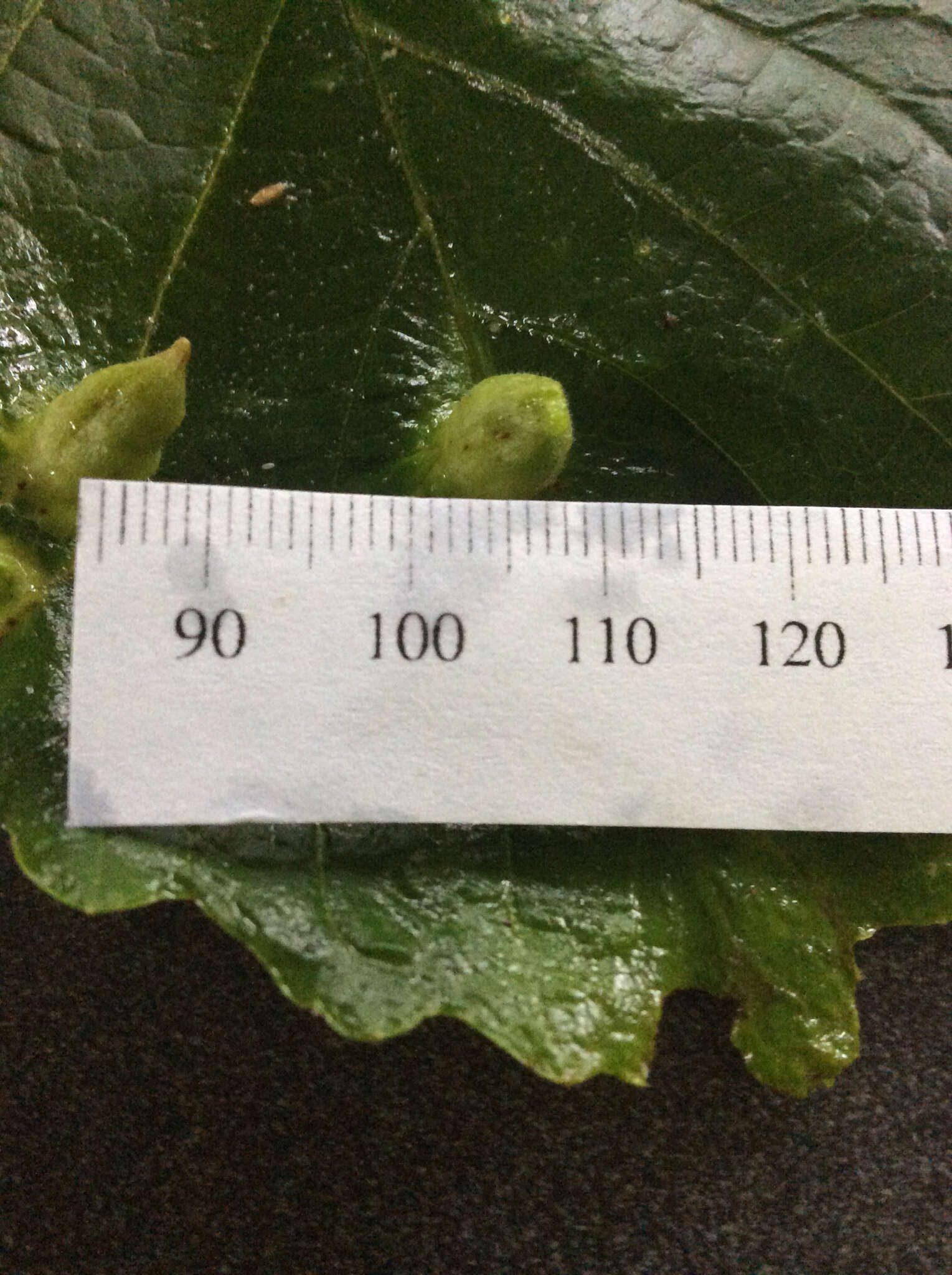 Image of Witch Hazel Cone Gall Aphid