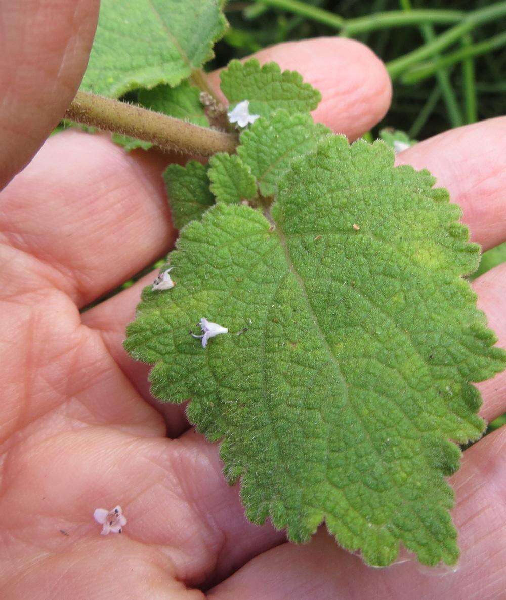 Слика од Tetradenia