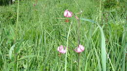 Image of Lilium martagon var. pilosiusculum Freyn