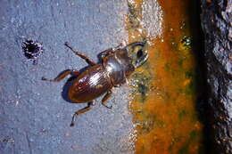 Image of Aegus acuminatus (Fabricius 1801)