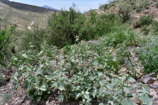 Image of yellow Indian mallow