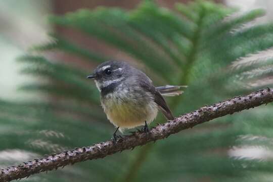 Image de Rhipidura albiscapa pelzelni Gray & GR 1862