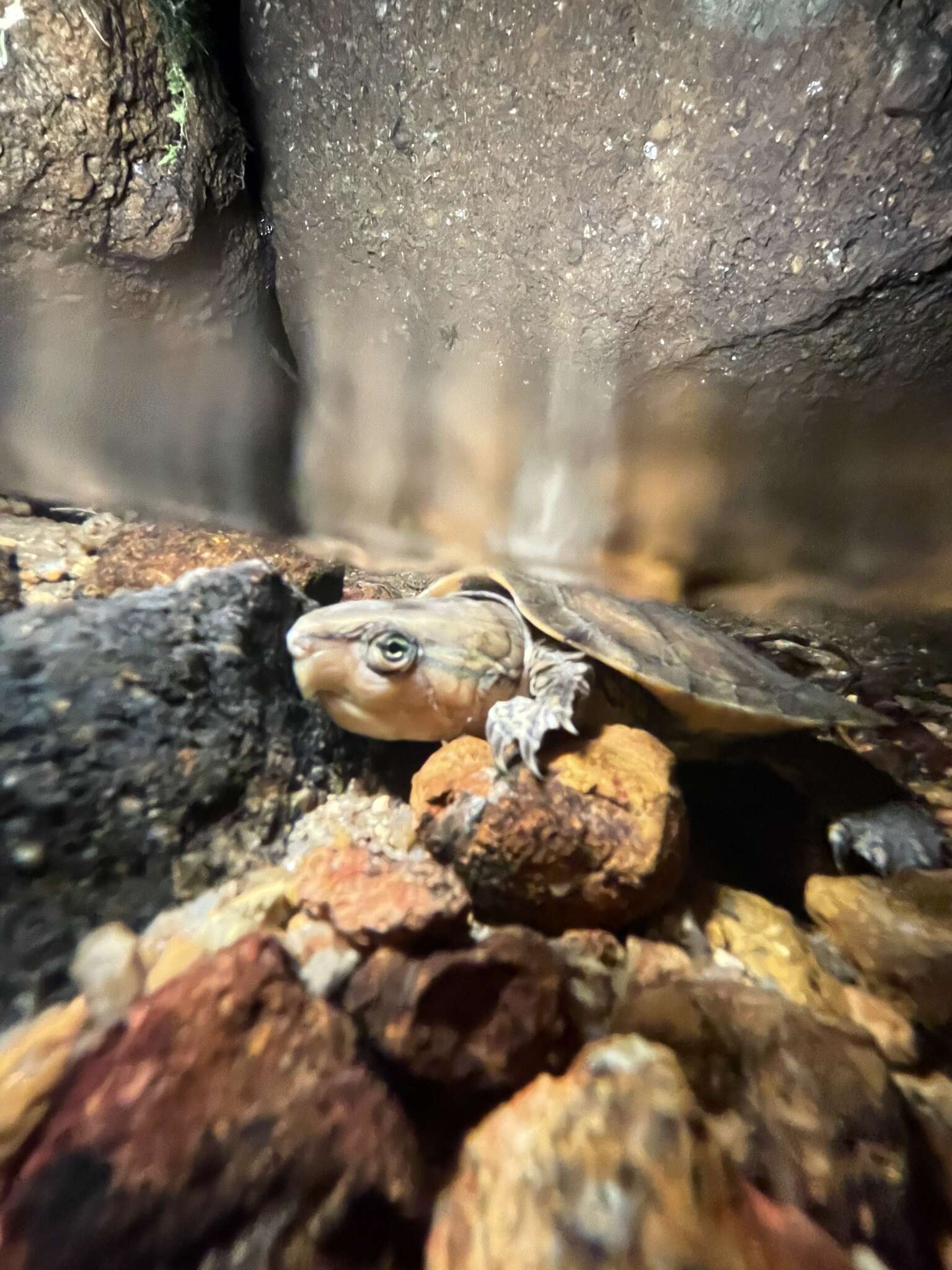 Image of Big-headed Turtle