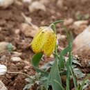 Imagem de Fritillaria aurea Schott