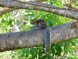 Image of Collie's Squirrel