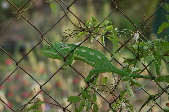 Image de Chamaeleo chamaeleon chamaeleon (Linnaeus 1758)