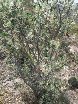 Image of Cercocarpus fothergilloides Kunth