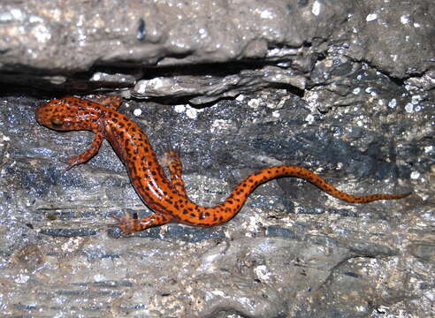 Image of Cave Salamander