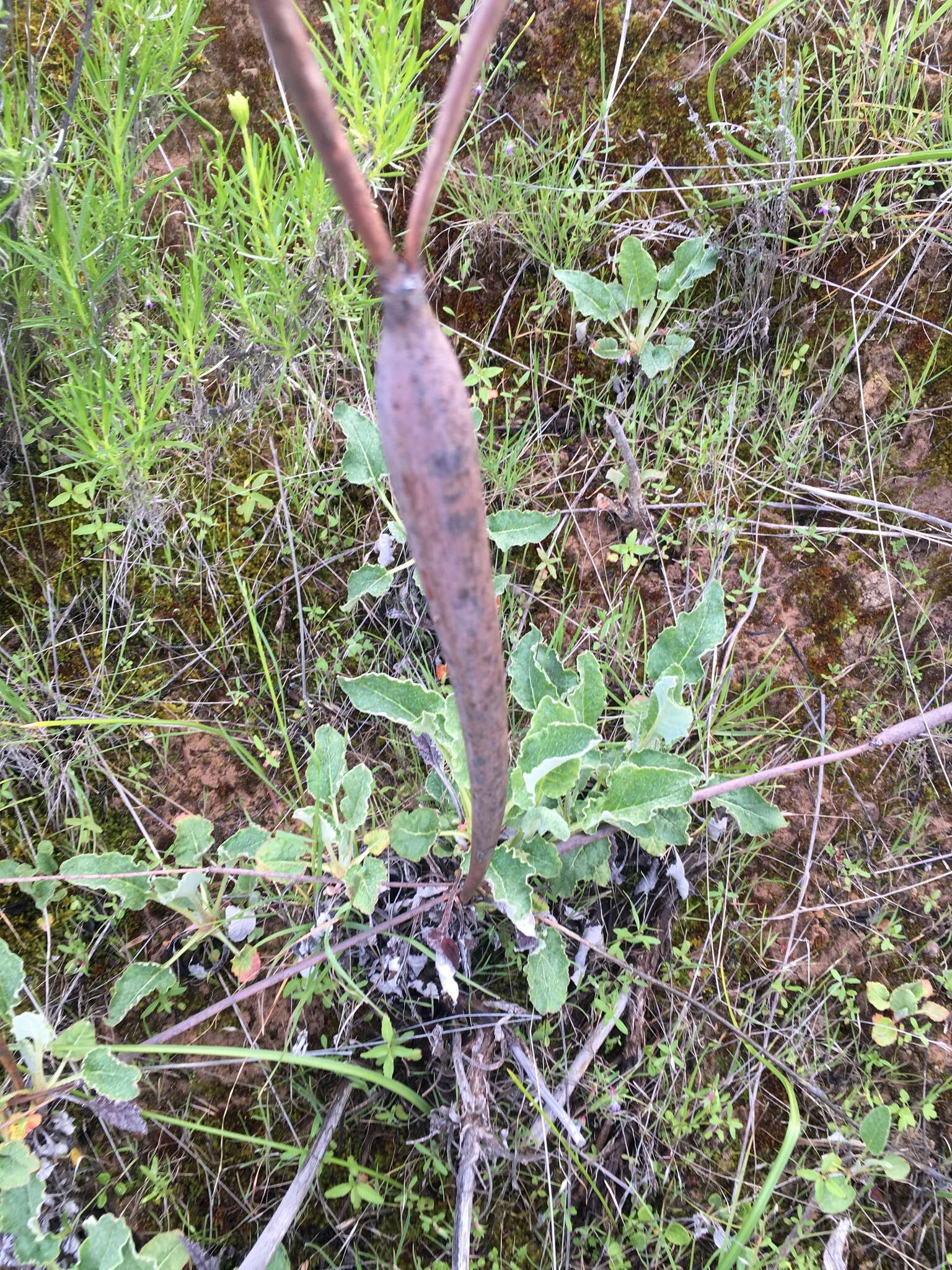 Image of protruding buckwheat