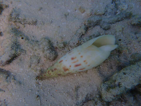 Image de Oxymeris maculata (Linnaeus 1758)