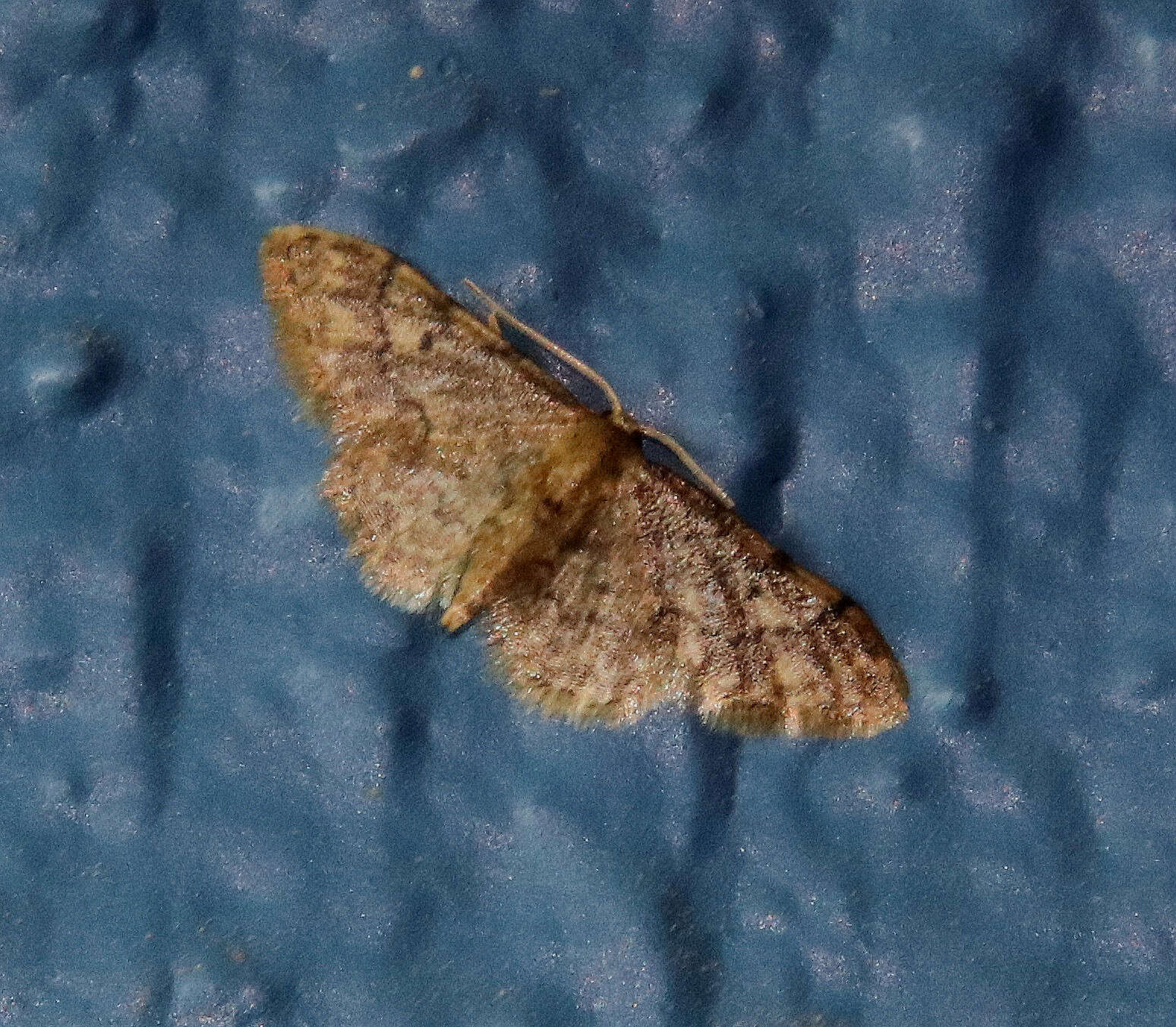 Image of Idaea pervertipennis Hulst 1900